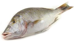 Shaour Fish