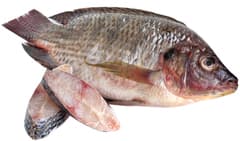 Bulty Fresh Fish