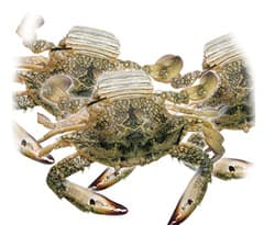 Danube_kaborya_crab_1kg
