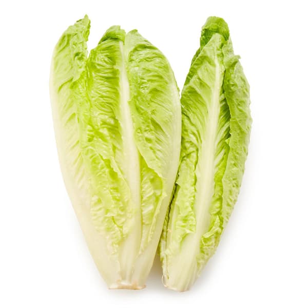 Romaine Lettuce Jordan