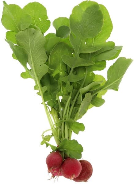 Red Radish Kuwait