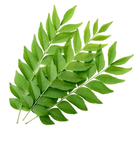 Indian Curry Leaves Per Kilo