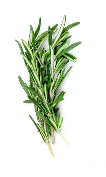 Rosemary Herbs