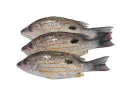 FISH NICER 1 KG