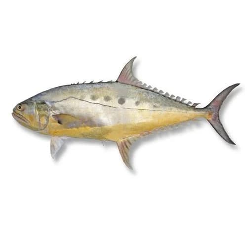 QUEEN FISH KG