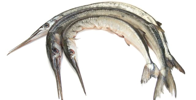FISH NEEDLE KG