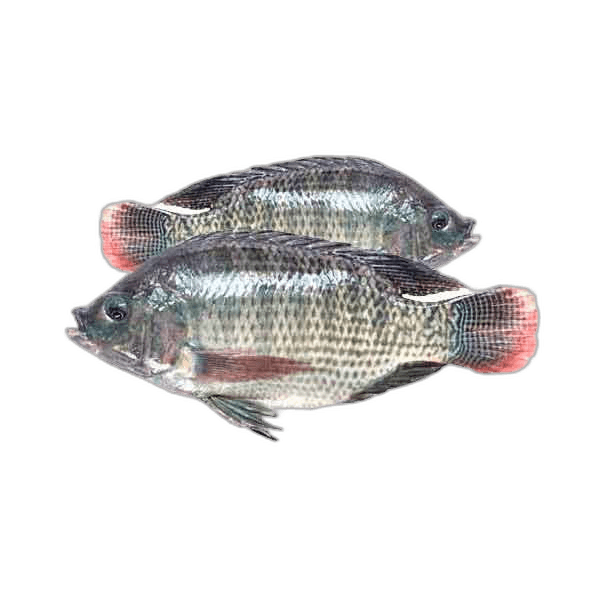 Tilapia Fresh Big per kg