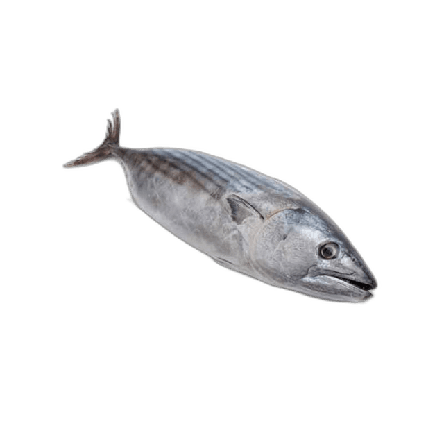 Fresh Tuna Fish Small 1 kg Packet