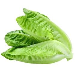 Romaine Lettuce (Falin) Jordan