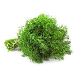 Dill Herbs Kuwaiti