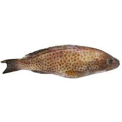 Hamoor Whole Fish Iran