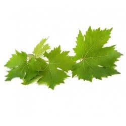 Vine Leaves Jordan