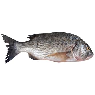 Sobaity Seabream Saudi