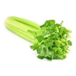 Celery Usa