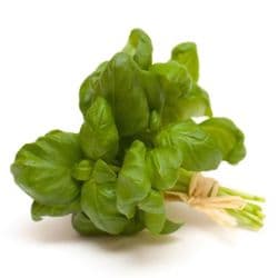 Basil Holland