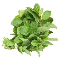Mint Herb Saudi