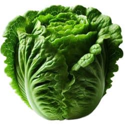 La Farm Lettuce Cos Fiyonk- green