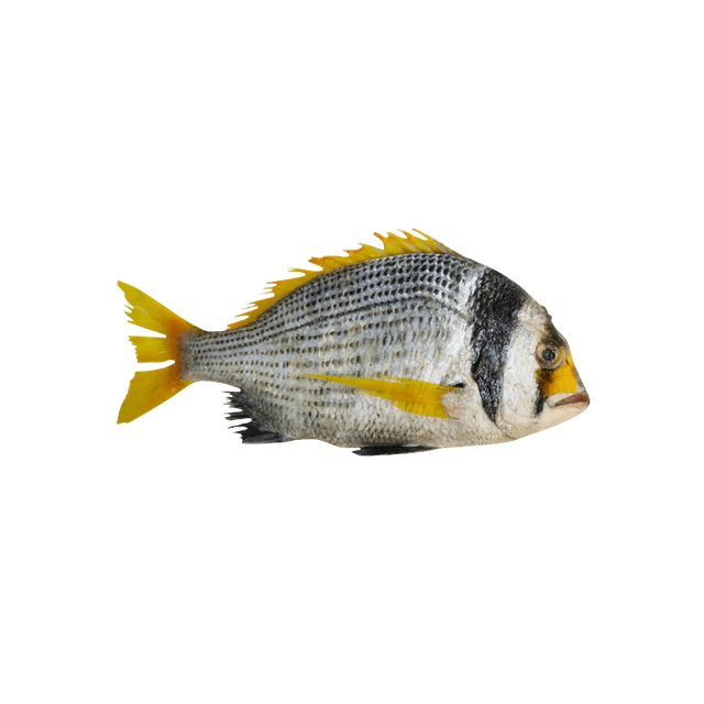 Fasker Fish Medium Qatar 500 g