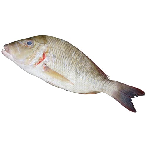 Red Sheri Fish Medium Qatar 500 g