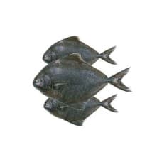Fresh Black Pomfret Fish 1kg