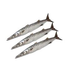 Fresh Barracuda Fish 1kg