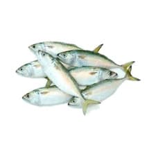 Fresh Big Mackerel Fish 1kg