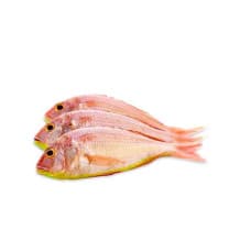 Fresh Sultan Ibrahim Fish 1kg