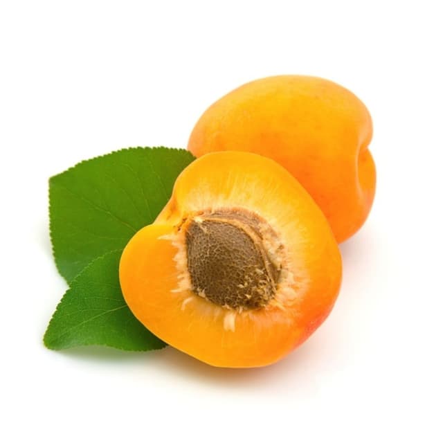 Fresh Apricot - Tunisia