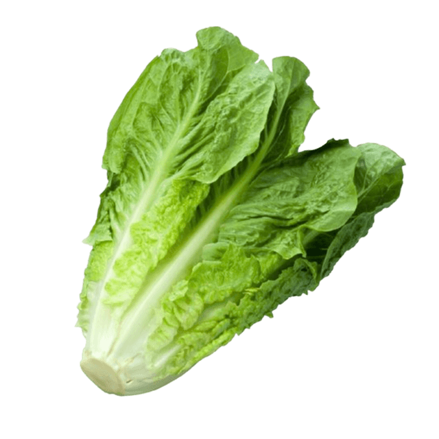 Lettuce Romaine