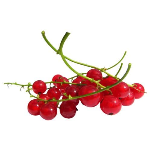 Red Currant, 125g