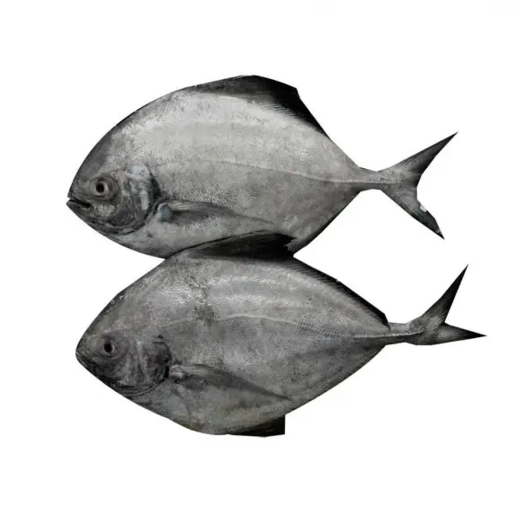 Black Pomfret Small 600 g