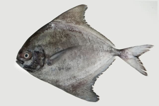 Black Pomfret 1 kg