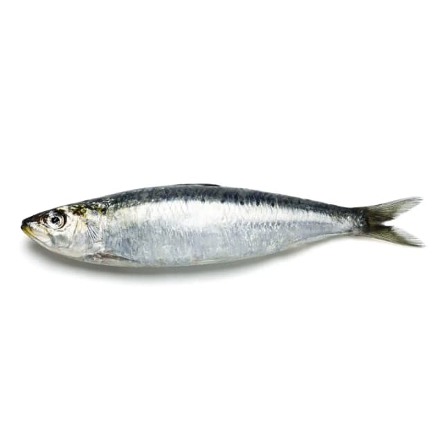 Sardines Small 600 g