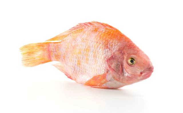 Snapper Red 1 kg