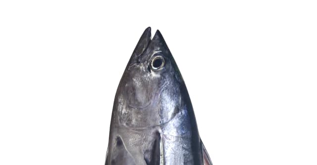 Kuban Fish Head 1 kg