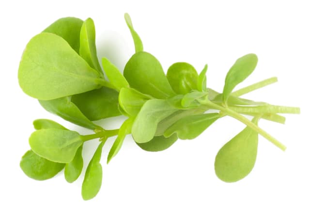 Barbeer Leaves