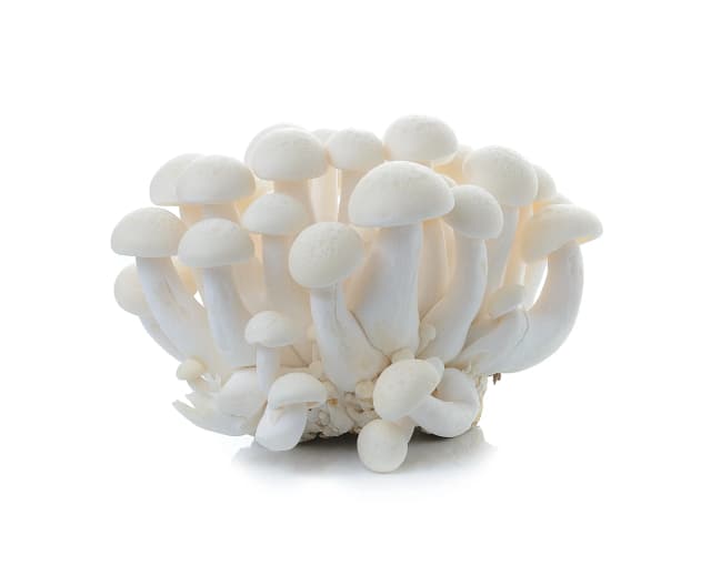 Mushroom Shimeji(White)