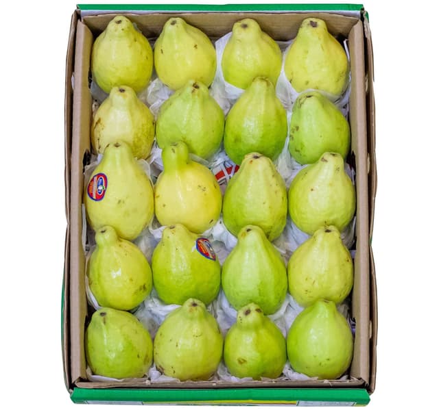 Guava Egypt 1 5 Kg