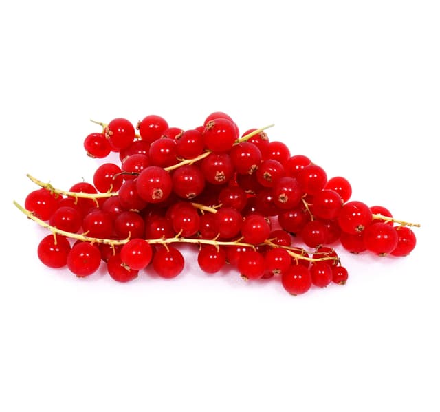 Red Currant Holland 1 Pkt