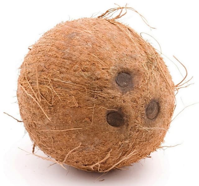 جوز هند كامل من الهند قطعة واحدة