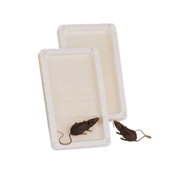 Al Kifah Procatch Super Sticky Mouse Glue Trap 2 Pcs