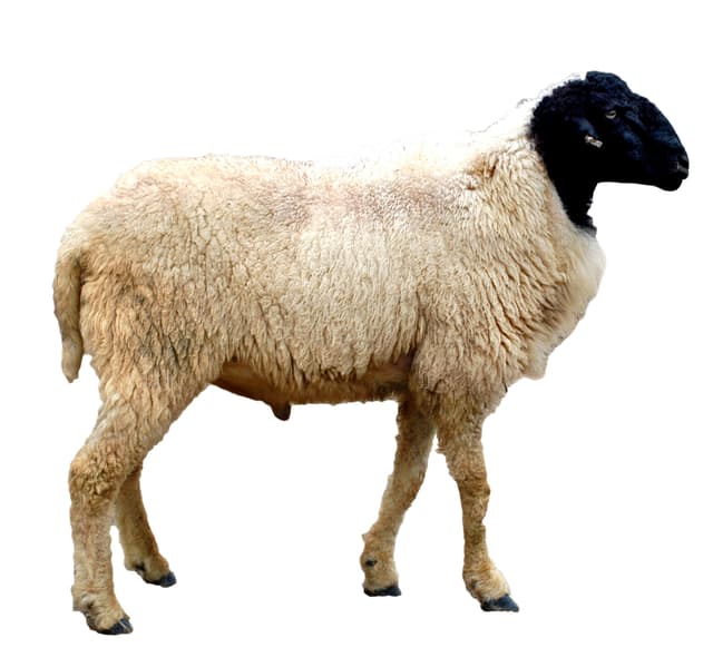 Pre Order Eid Al Adha Sacrifice Udhiya Arabic Lamb Whole Meat 11 13 Kg