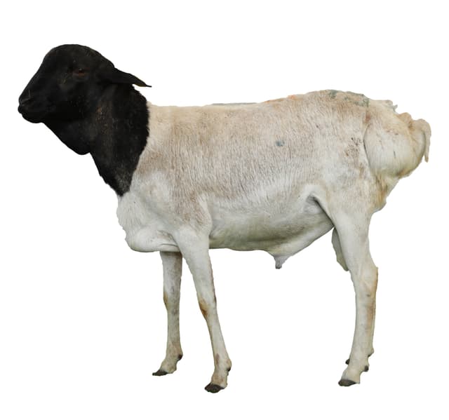 Pre Order Eid Al Adha Sacrifice Udhiya Somali Sheep Whole Meat 10 13 Kg