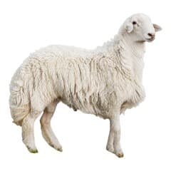 Harry Whole Lamb Audhia from 12 to 15 KG