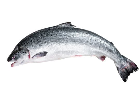 FISH SALMON KG