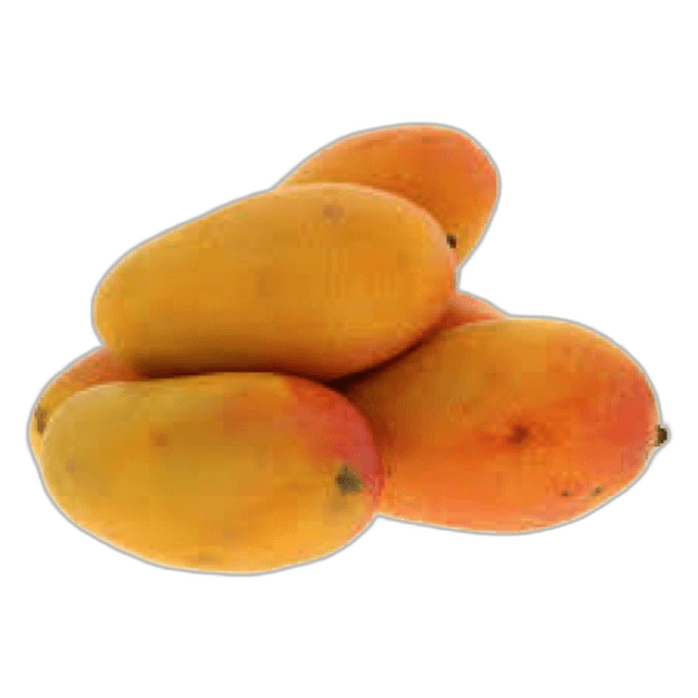 Mango Taimoor Egypt