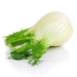Fennel Holland