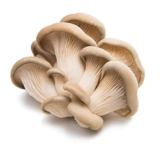 Oyster Mushroom Uae 100 G