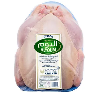 اليوم دجاجة كاملة طازجة 1.3 كجم