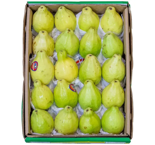 جوافة مصرية 1.5 كيلو